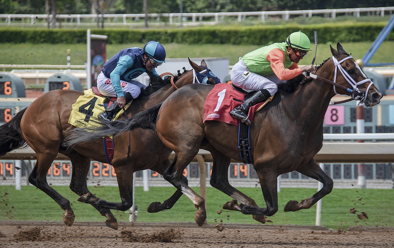 horse, horses, animal